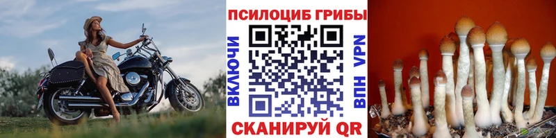 Галлюциногенные грибы Psilocybine cubensis наркота Сковородино